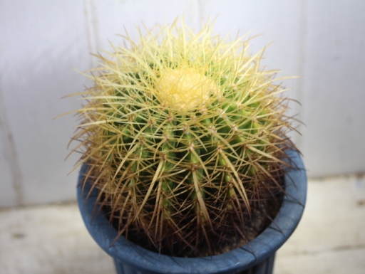 画像3: 超有名種！　[サボテン][強刺][エキノカクタス]　金鯱　Echinocactus grusonii　MLサイズ　#131    