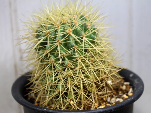 画像4: 超有名種！　[サボテン][強刺][エキノカクタス]　金鯱　Echinocactus grusonii　Mサイズ　#305