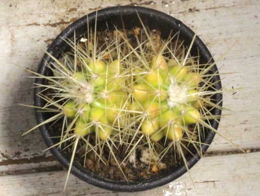 画像3: 超有名種！　[サボテン][強刺][エキノカクタス]　金鯱（２頭立て）　Echinocactus　grusonii　#080-01