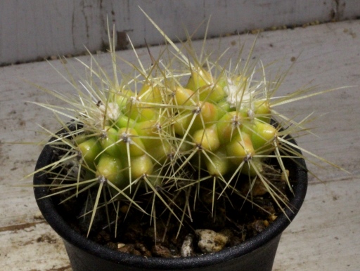 画像2: 超有名種！　[サボテン][強刺][エキノカクタス]　金鯱（２頭立て）　Echinocactus　grusonii　#080-01
