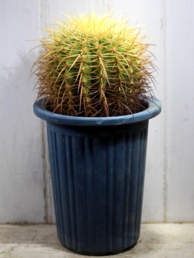画像2: 超有名種！　[サボテン][強刺][エキノカクタス]　金鯱　Echinocactus grusonii　MLサイズ　#131    