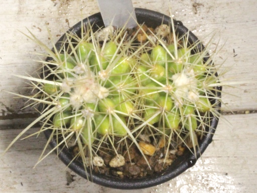 画像3: 超有名種！　[サボテン][強刺][エキノカクタス]　金鯱（２頭立て）　Echinocactus　grusonii　#080-02