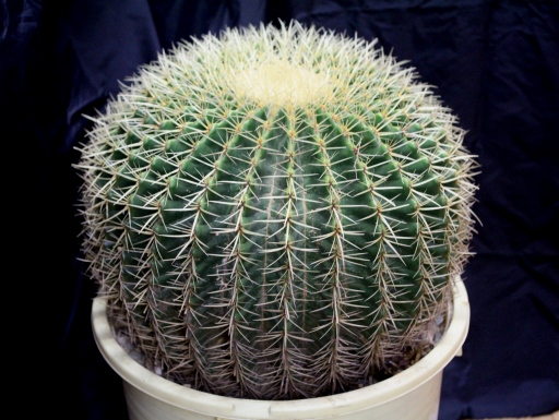 画像1: 超有名種！　[サボテン][強刺][エキノカクタス]　金鯱４０ｃｍ　Echinocactus grusonii　#200-02