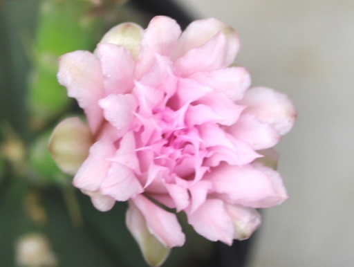 画像5: 綺麗な花が大人気です！　[サボテン][ギムノカリキウム]　ペンタカンサ　ピンク花　（聖王丸）Gymnocalycium buenekeri    