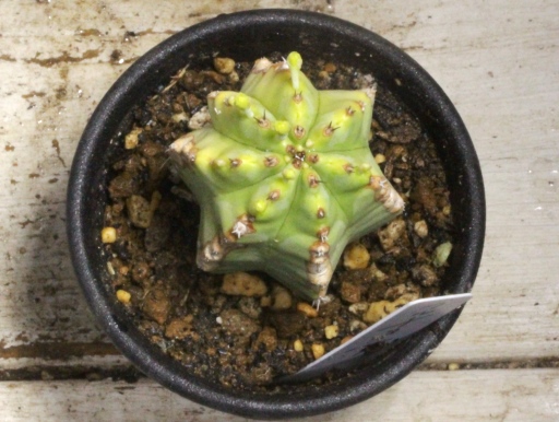 画像3: 動き始めました！　[多肉][トウダイグサ科][ユーフォルビア][柱状タイプ]　フルチコーサ（閃紅閣・閃光閣）　Euphorbia　fruticosa　#087    