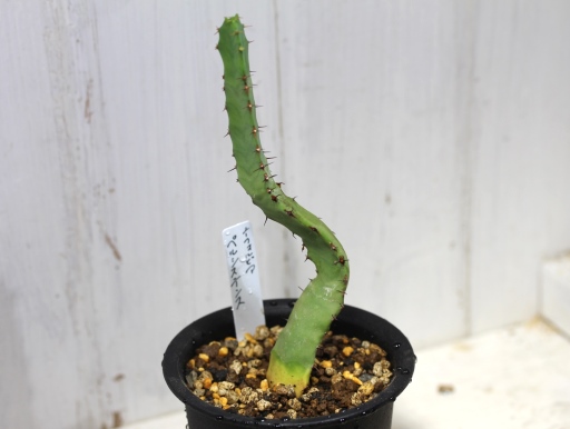 画像2: 上に向かってます！　[多肉][トウダイグサ科][ユーフォルビア][柱状タイプ]　ペルシステンス　Euphorbia persistens    