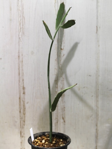 画像2: ペラペラ系！　[多肉][トウダイグサ科][ユーフォルビア][緑枝類]　硬葉キリン（ヘラサンゴ）Euphorbia xylophylloides　＃2087-01    