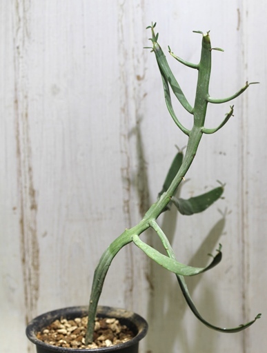 画像2: ペラペラ系！　[多肉][トウダイグサ科][ユーフォルビア][緑枝類]　硬葉キリン（ヘラサンゴ）Euphorbia xylophylloides　＃890-03