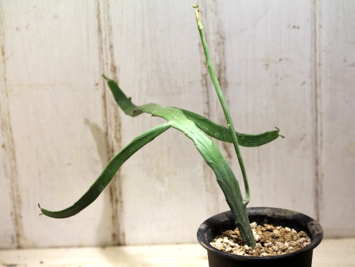 画像2: ペラペラ系！　[多肉][トウダイグサ科][ユーフォルビア][緑枝類]　硬葉キリン（ヘラサンゴ）Euphorbia xylophylloides　＃890-01