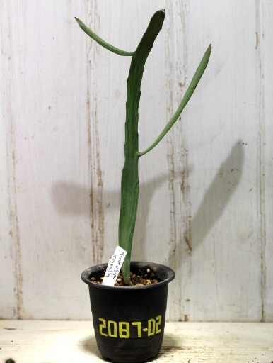 画像1: ペラペラ系！　[多肉][トウダイグサ科][ユーフォルビア][緑枝類]　硬葉キリン（ヘラサンゴ）Euphorbia xylophylloides　＃2087-02   