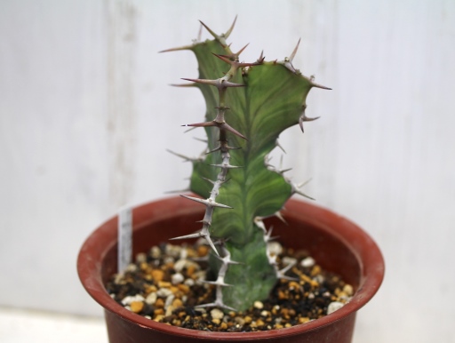 画像2: 新しい刺はふにゃふにゃです！　[多肉][トウダイグサ科][ユーフォルビア][柱状タイプ]　ユーフォルビア・カクタス Euphorbia cactus    