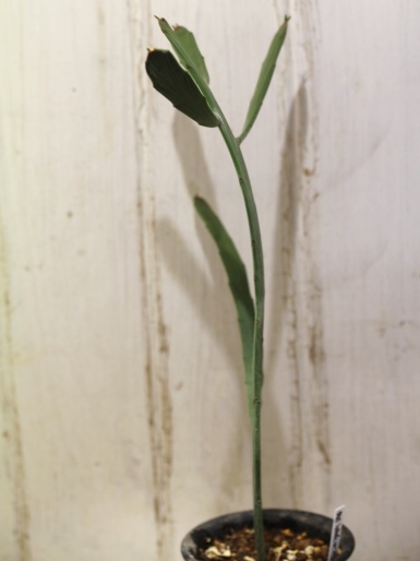 画像3: ペラペラ系！　[多肉][トウダイグサ科][ユーフォルビア][緑枝類]　硬葉キリン（ヘラサンゴ）Euphorbia xylophylloides　＃2087-01    