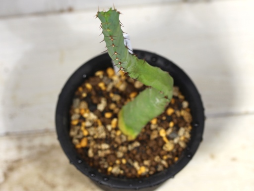 画像3: 上に向かってます！　[多肉][トウダイグサ科][ユーフォルビア][柱状タイプ]　ペルシステンス　Euphorbia persistens    