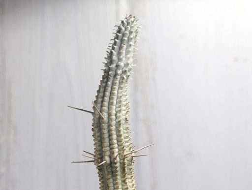 画像2: 長いの来ました！　[多肉][トウダイグサ科][ユーフォルビア][柱状タイプ]　白樺キリン　L　＃052-04　　Euphorbia mammillaris cv.'Variegata'