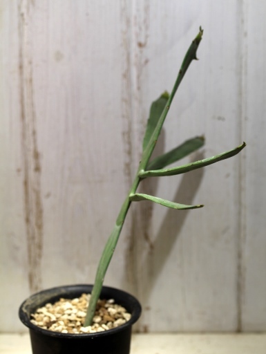 画像2: ペラペラ系！　[多肉][トウダイグサ科][ユーフォルビア][緑枝類]　硬葉キリン（ヘラサンゴ）Euphorbia xylophylloides　＃890-02