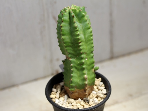 画像2: 青々してます！　[多肉][トウダイグサ科][ユーフォルビア][柱状タイプ]　フルチコーサ（閃紅閣・閃光閣）　Euphorbia　fruticosa　#046-01    
