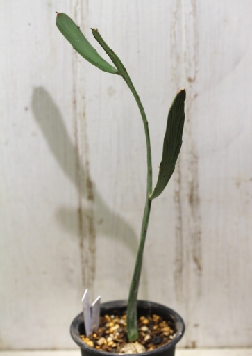画像2: ペラペラ系！　[多肉][トウダイグサ科][ユーフォルビア][緑枝類]　硬葉キリン（ヘラサンゴ）Euphorbia xylophylloides　＃2087-02   