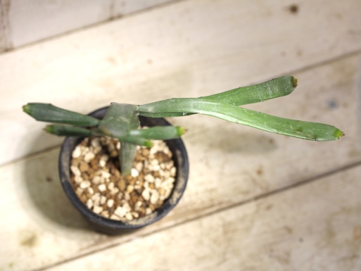 画像4: ペラペラ系！　[多肉][トウダイグサ科][ユーフォルビア][緑枝類]　硬葉キリン（ヘラサンゴ）Euphorbia xylophylloides　＃890-05    