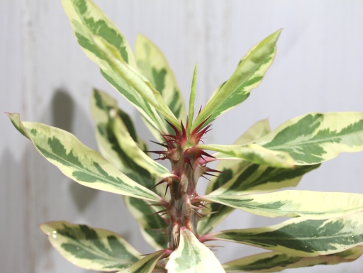 画像2: 斑入りの葉っぱが綺麗ですね！　[多肉][トウダイグサ科][ユーフォルビア][花キリンタイプ]　花キリン錦　Euphorbia milii　f．Variegata