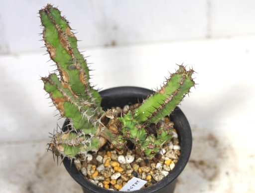 画像2: 大きめサイズ！　[多肉][トウダイグサ科][ユーフォルビア][柱状タイプ]　レストリクタ　Euphorbia restricta　その２    
