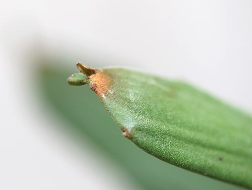 画像4: ペラペラ系！　[多肉][トウダイグサ科][ユーフォルビア][緑枝類]　硬葉キリン（ヘラサンゴ）Euphorbia xylophylloides　＃2087-01    