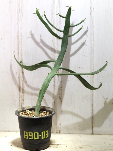画像1: ペラペラ系！　[多肉][トウダイグサ科][ユーフォルビア][緑枝類]　硬葉キリン（ヘラサンゴ）Euphorbia xylophylloides　＃890-03