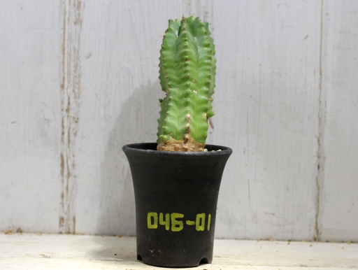 画像1: 青々してます！　[多肉][トウダイグサ科][ユーフォルビア][柱状タイプ]　フルチコーサ（閃紅閣・閃光閣）　Euphorbia　fruticosa　#046-01    