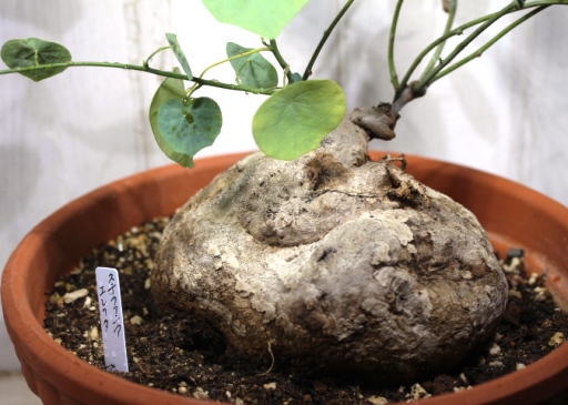画像2: 大きめサイズ！　[多肉][球根・塊根][ツヅラフジ科]　ステファニア・エレクタ　Stephania erecta　＃143    