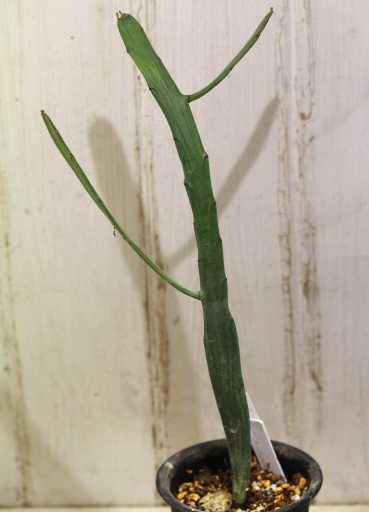 画像3: ペラペラ系！　[多肉][トウダイグサ科][ユーフォルビア][緑枝類]　硬葉キリン（ヘラサンゴ）Euphorbia xylophylloides　＃2087-02   