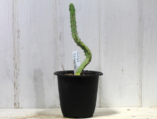 画像1: 上に向かってます！　[多肉][トウダイグサ科][ユーフォルビア][柱状タイプ]　ペルシステンス　Euphorbia persistens    