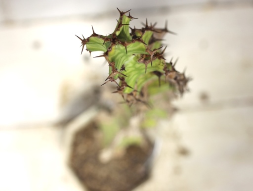画像3: 大きめのサイズです！　[多肉][トウダイグサ科][ユーフォルビア][柱状タイプ]　春駒　(25cm）Euphorbia pseudocactus    