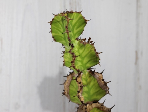 画像1: 大きめのサイズです！　[多肉][トウダイグサ科][ユーフォルビア][柱状タイプ]　春駒　(25cm）Euphorbia pseudocactus    