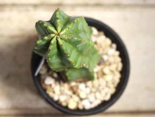 画像3: 青々してます！　[多肉][トウダイグサ科][ユーフォルビア][柱状タイプ]　フルチコーサ（閃紅閣・閃光閣）　Euphorbia　fruticosa　#046-01    