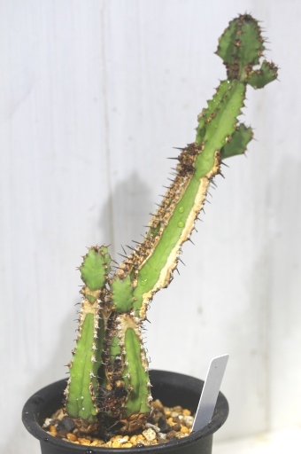 画像3: 大きめサイズ！　[多肉][トウダイグサ科][ユーフォルビア][柱状タイプ]　レストリクタ　Euphorbia restricta　その１