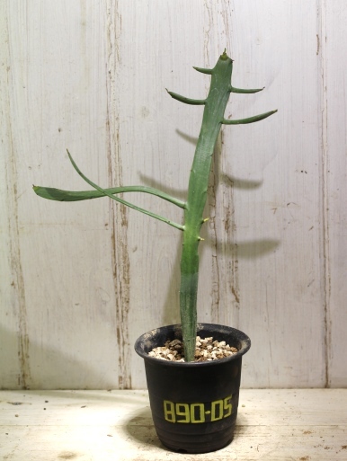 画像1: ペラペラ系！　[多肉][トウダイグサ科][ユーフォルビア][緑枝類]　硬葉キリン（ヘラサンゴ）Euphorbia xylophylloides　＃890-05    