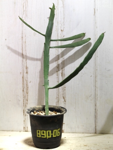 画像1: ペラペラ系！　[多肉][トウダイグサ科][ユーフォルビア][緑枝類]　硬葉キリン（ヘラサンゴ）Euphorbia xylophylloides　＃890-06    