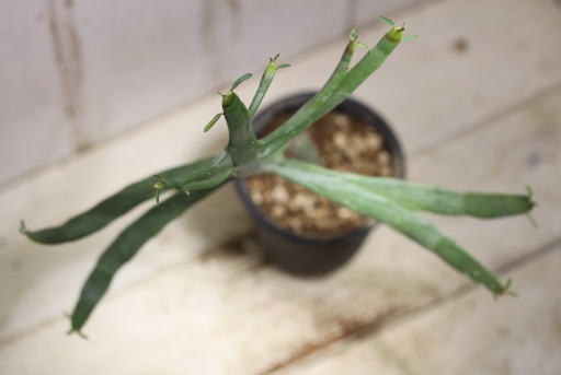 画像4: ペラペラ系！　[多肉][トウダイグサ科][ユーフォルビア][緑枝類]　硬葉キリン（ヘラサンゴ）Euphorbia xylophylloides　＃890-03