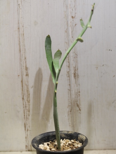 画像2: ペラペラ系！　[多肉][トウダイグサ科][ユーフォルビア][緑枝類]　硬葉キリン（ヘラサンゴ）Euphorbia xylophylloides　＃890-05    
