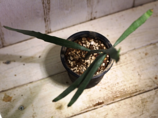 画像4: ペラペラ系！　[多肉][トウダイグサ科][ユーフォルビア][緑枝類]　硬葉キリン（ヘラサンゴ）Euphorbia xylophylloides　＃890-06    