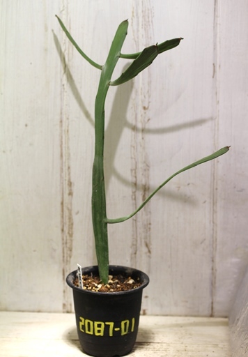 画像1: ペラペラ系！　[多肉][トウダイグサ科][ユーフォルビア][緑枝類]　硬葉キリン（ヘラサンゴ）Euphorbia xylophylloides　＃2087-01    