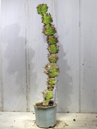 画像2: 大きめのサイズです！　[多肉][トウダイグサ科][ユーフォルビア][柱状タイプ]　春駒　(25cm）Euphorbia pseudocactus    