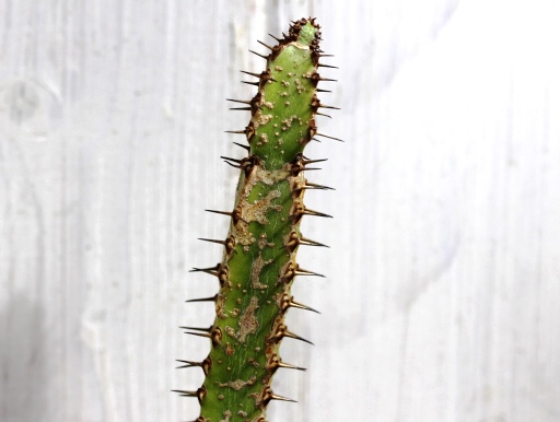画像3: あまり見かけない種類です！　[多肉][トウダイグサ科][ユーフォルビア][柱状タイプ]　セククニエンシス　Euphorbia sekukuniensis　#01    