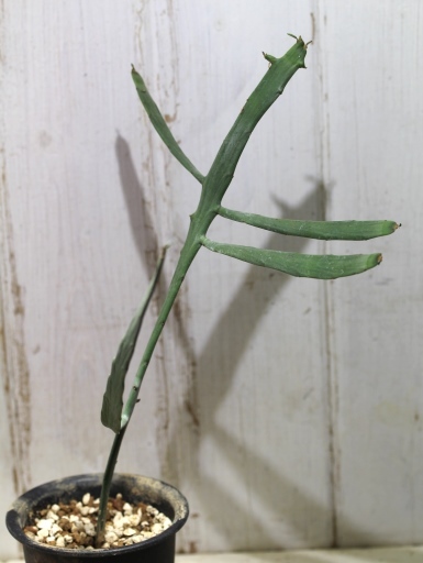 画像2: ペラペラ系！　[多肉][トウダイグサ科][ユーフォルビア][緑枝類]　硬葉キリン（ヘラサンゴ）Euphorbia xylophylloides　＃890-06    