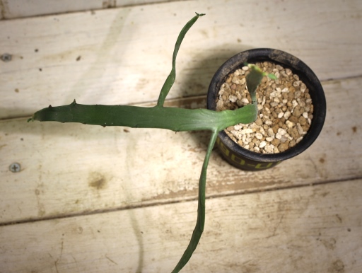 画像4: ペラペラ系！　[多肉][トウダイグサ科][ユーフォルビア][緑枝類]　硬葉キリン（ヘラサンゴ）Euphorbia xylophylloides　＃890-01
