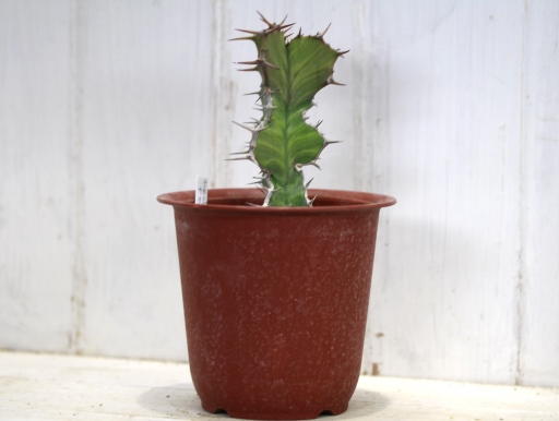 画像1: 新しい刺はふにゃふにゃです！　[多肉][トウダイグサ科][ユーフォルビア][柱状タイプ]　ユーフォルビア・カクタス Euphorbia cactus    