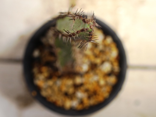 画像4: あまり見かけない種類です！　[多肉][トウダイグサ科][ユーフォルビア][柱状タイプ]　セククニエンシス　Euphorbia sekukuniensis　#01    