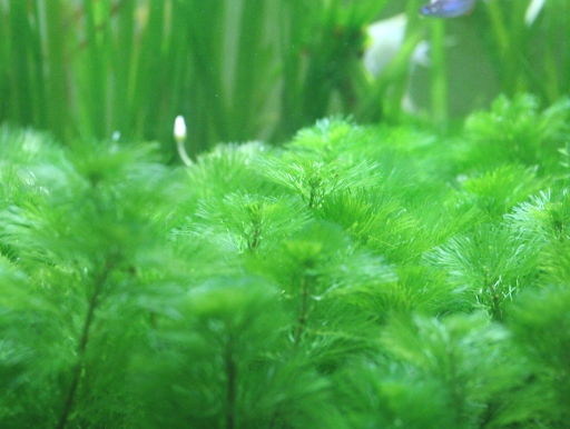 画像1: 大量植えに！　カボンバ（金魚藻）　５０本１束