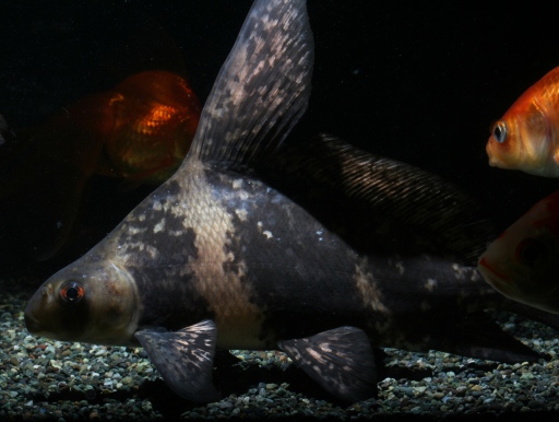 画像1: 独特の体型が人気です！　エンツユイ（咽脂魚）　BIG!　18cm