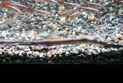 画像1: 幼魚期は尾ビレ下葉部がとても長〜い！　　シャベルノーズキャット（ソルビン・リマ）