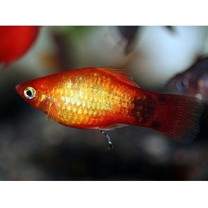 画像: 飼育・繁殖容易なカワイイお魚！　レッドミッキーマウスプラティ（＠税抜114円）　１０匹セット（９匹＋補償１匹）